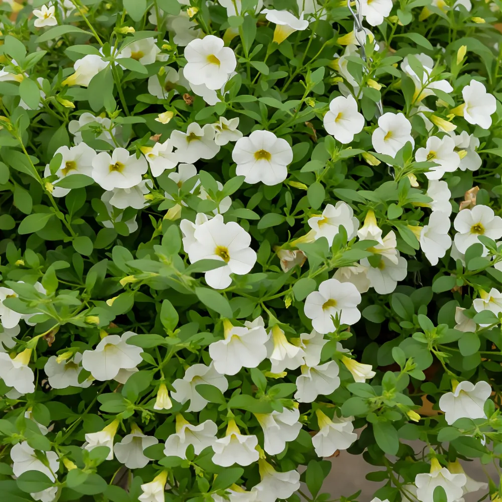Mini-pétunia blanches Calibrachoa hybride white