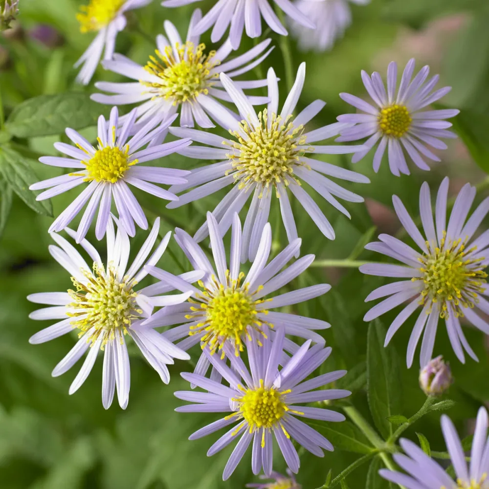 Aster nain d'Automne Asran Aster ageratoides Asran
