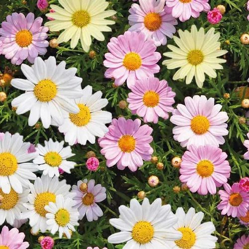 Anthemis trio - Le pot de 1 litre