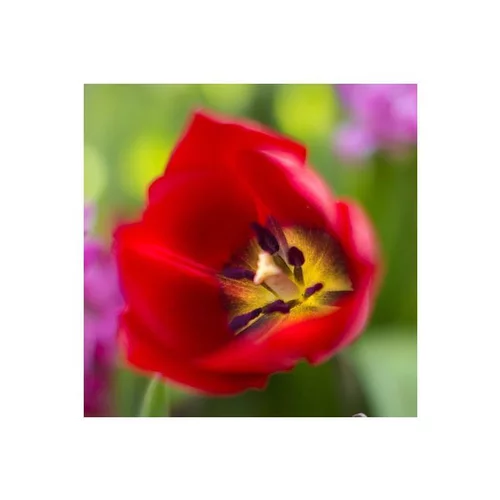 Tulipe. Le pot de 13/15 cm