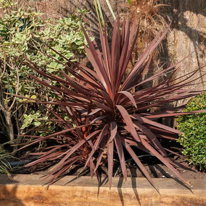Cordyline australis Burgundy Spire® Cordyline australis Burgundy Spire®