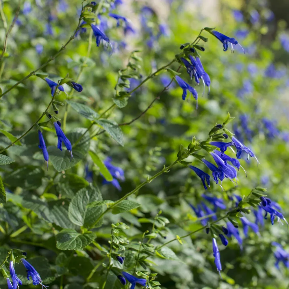 Sauge Blue Enigma Salvia guaranitica Blue Enigma