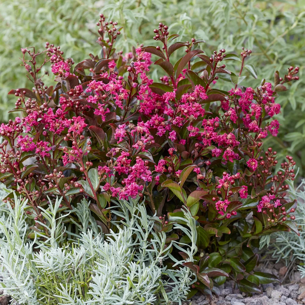Lilas des Indes Berry Dazzle® Lagerstroemia indica Berry Dazzle®