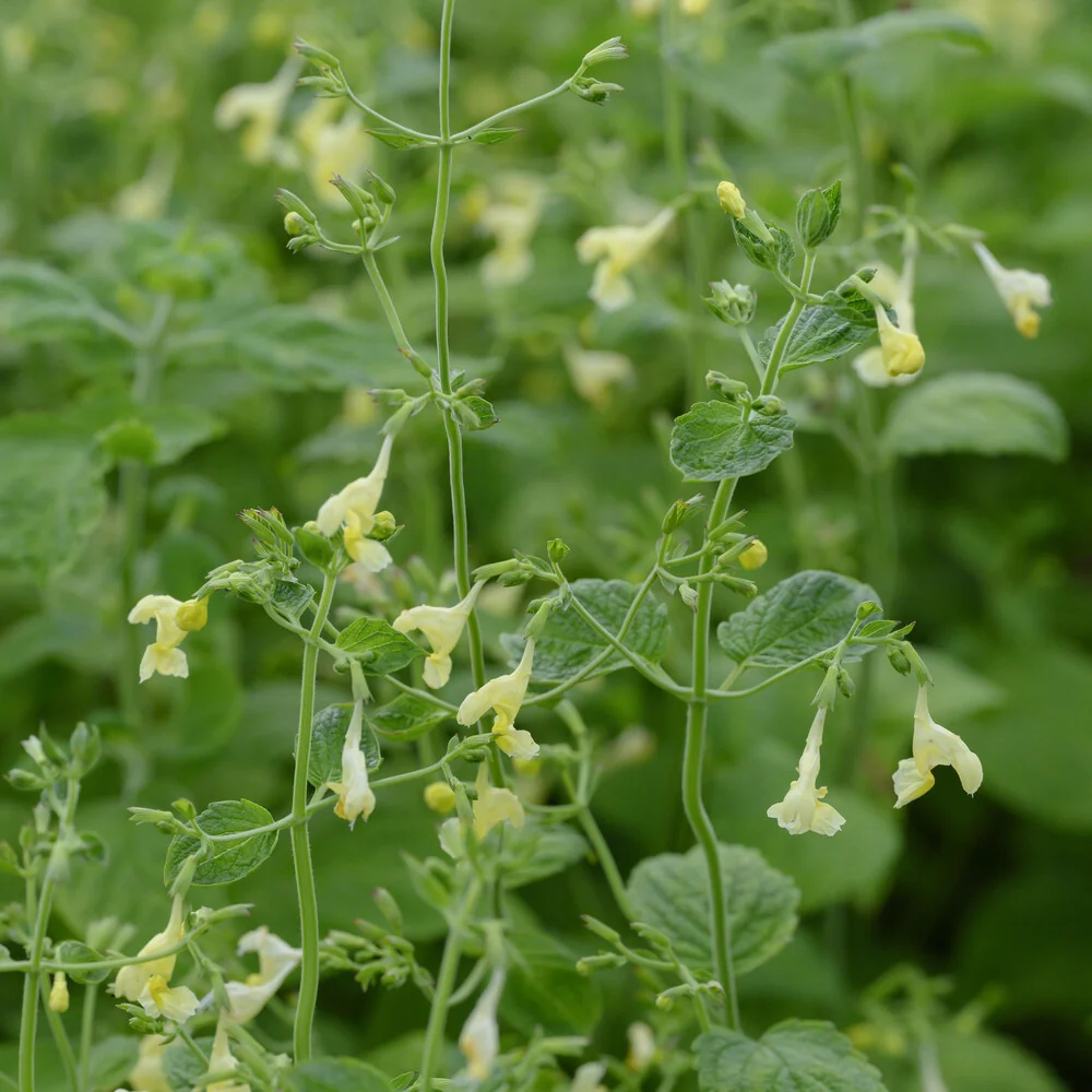 Nepeta jaune Nepeta govaniana