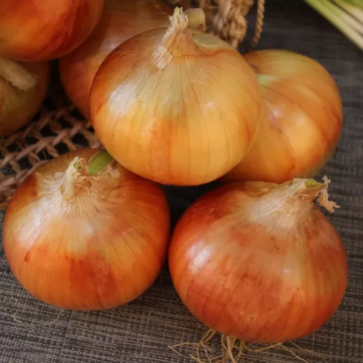 Biologische zaden van Ajuin Rijnsbuger 4