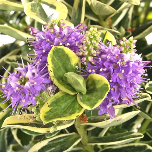 Véronique panachée - La jardinière de 40 cm