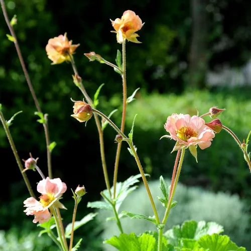 Geum cocktail Mai Tai orange en pot de 2 L