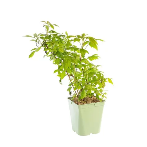 Framboisier Boheme Bio. Le pot de 5 litres