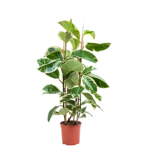 Plante verte ficus elastica tineke coloris vert - Ø 20 cm