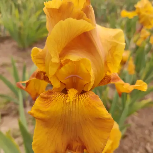 Iris des jardins Orange Gem - Le pot de 2 litres