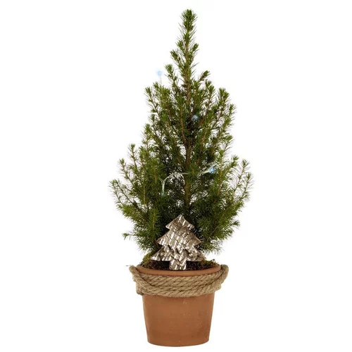 Picea conica pot terre cordé - Le pot