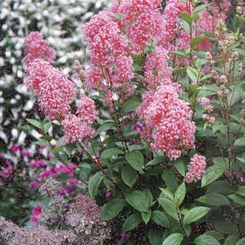 Céanothe Perle Rose Ceanothus pallidus perle rose