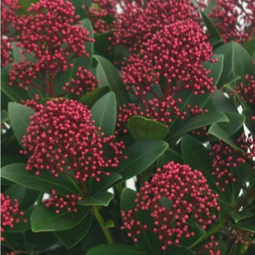 Skimmia Japonica Rubella – C2