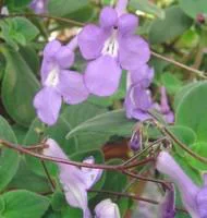 Streptocarpus - La suspension diam 27 cm