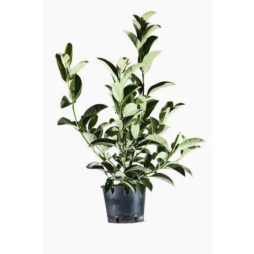 Viburnum Lucidum (Viorne Lucidum) en pot de 3 L vert
