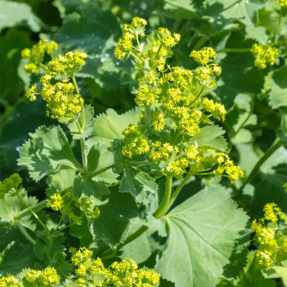 3 Alchemilles Alchemilla mollis