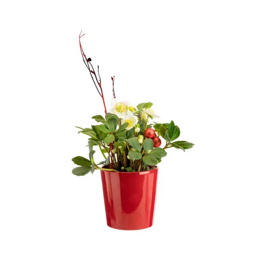 Hellébore en pot céramique rouge