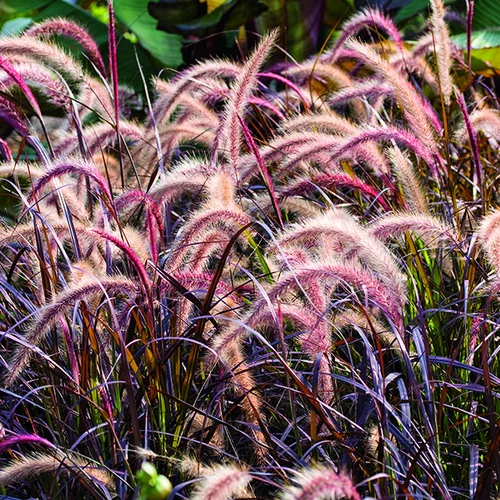 Pennisetum advena Rubrum vert botanic®. Le pot de 2 litres