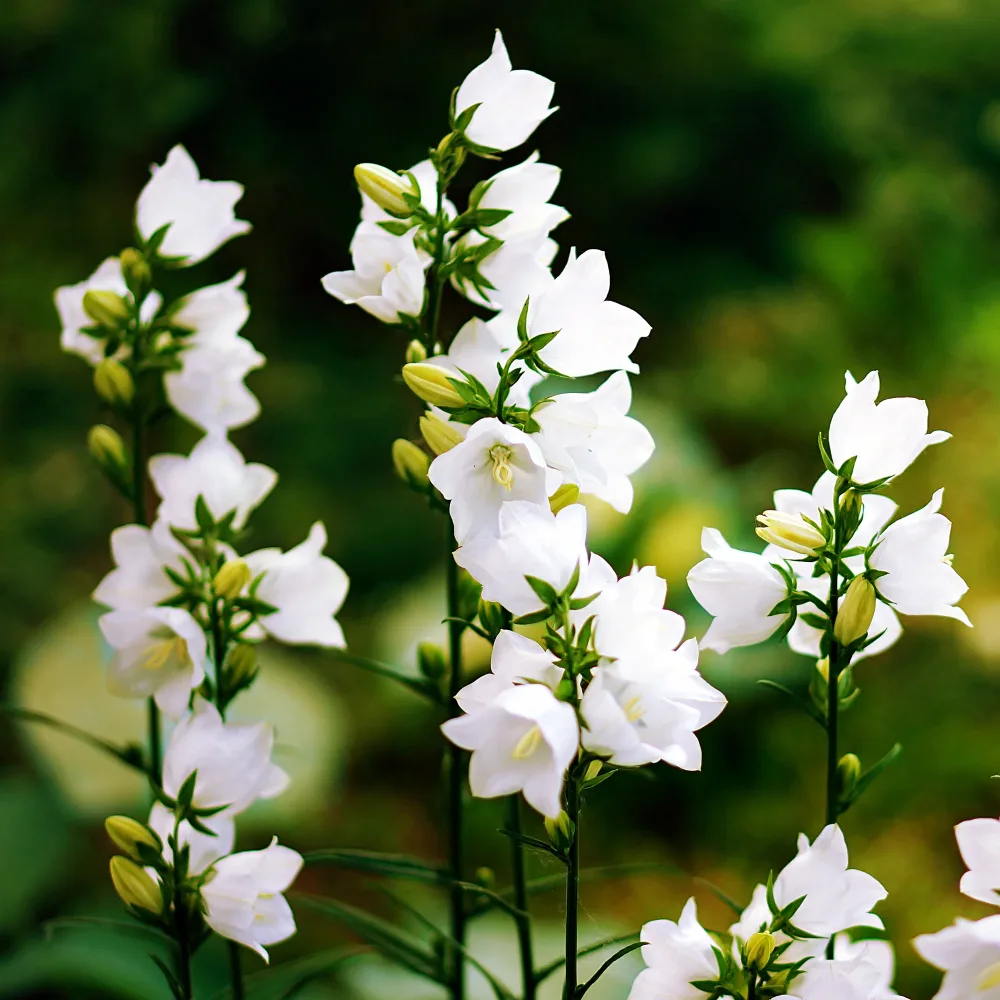 Campanule des Carpates Weisse Clips Campanula carpatica Weisse Clips