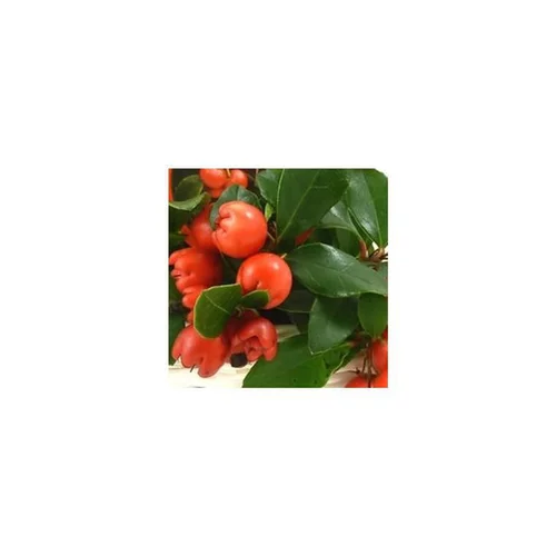 Gaultheria à baies rouges - Le pot en bois avec guirlande LED