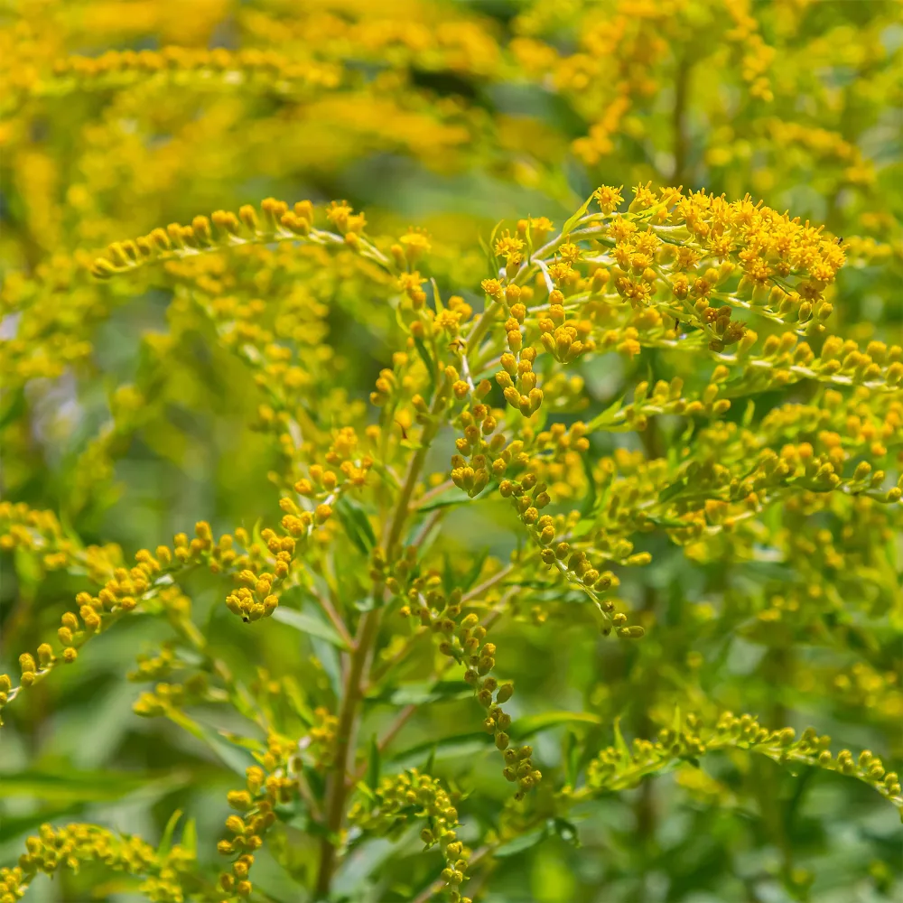 5 Solidago - Verge d'or Solidago luteus