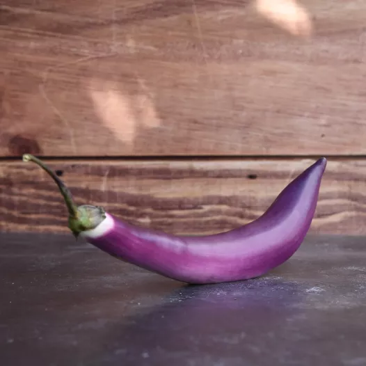 Biologische zaden van Aubergine Japanese Pickling
