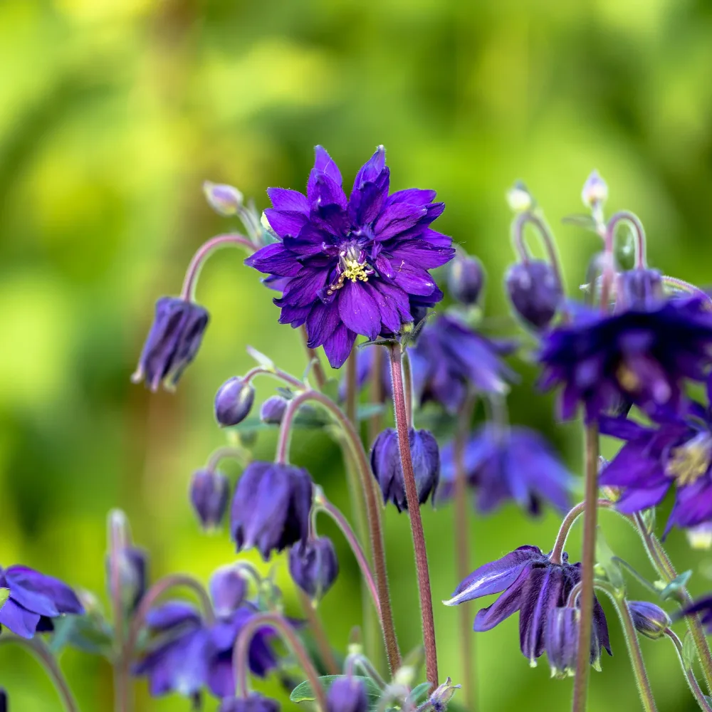 Ancolie des jardins Blue Barlow Aquilegia vulgaris Blue Barlow