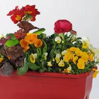 Jardinière de Printemps - La jardinière de 30 cm