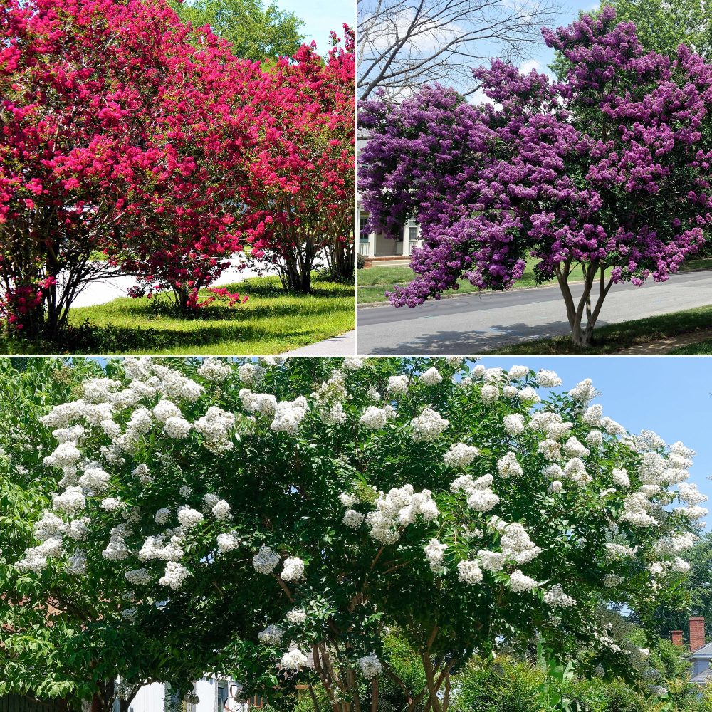 Collection de 3 Lilas des Indes : rouge, violet, blanc Lagerstroemia indica