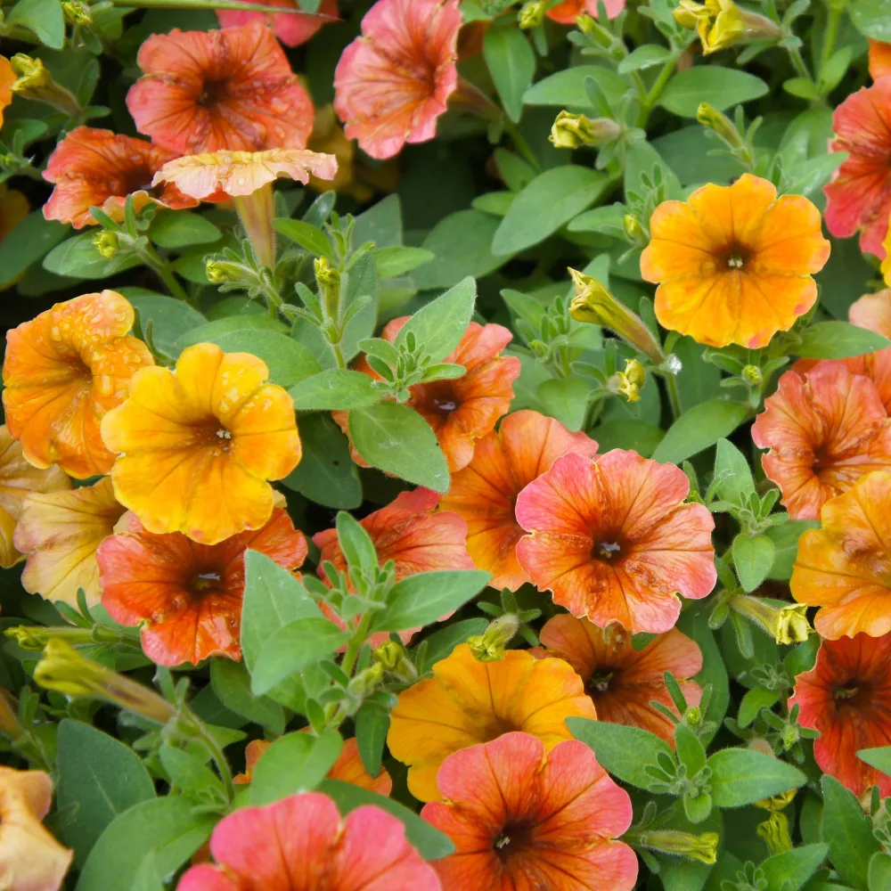 3 Pétunias retombants jaunes roses Petunia cascadias Indian Summer
