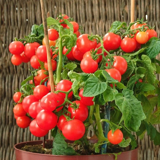 Tomate-cerise pour pot Minibel Lycopersicon lycopersicum minibel