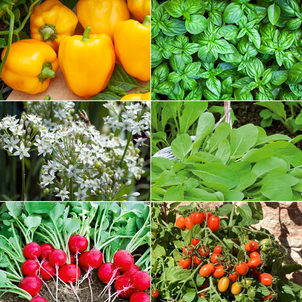 Collection de graines pour carré potager #1 Assortiment pour carré potager #1