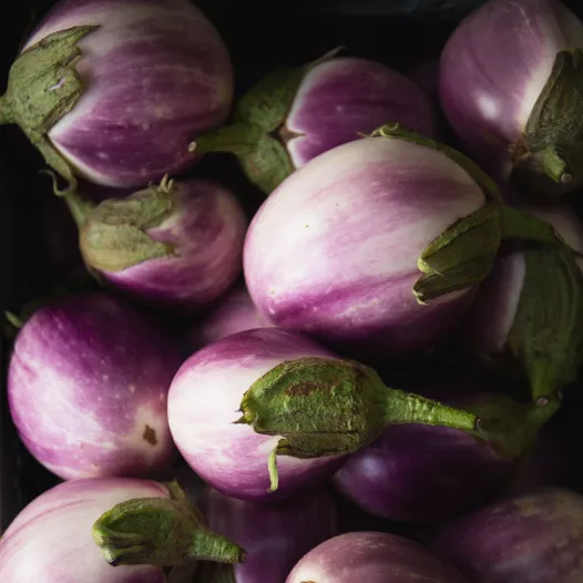 Bio zaden van Aubergine Rotonda bianca sfumata di rosa