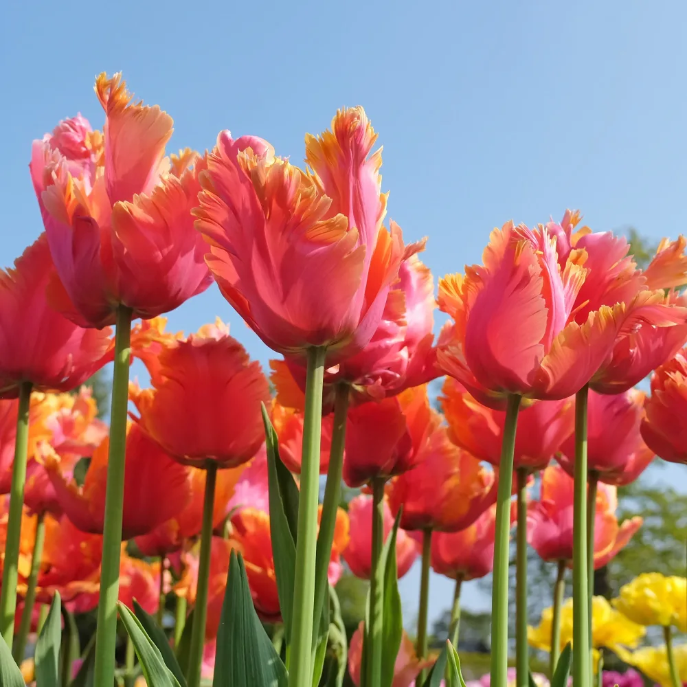 7 Tulipes perroquets Amazing Parrot Tulipa parrot Amazing Parrot