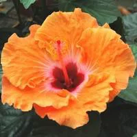 Hibiscus de Chine - Le pot de 3 litres