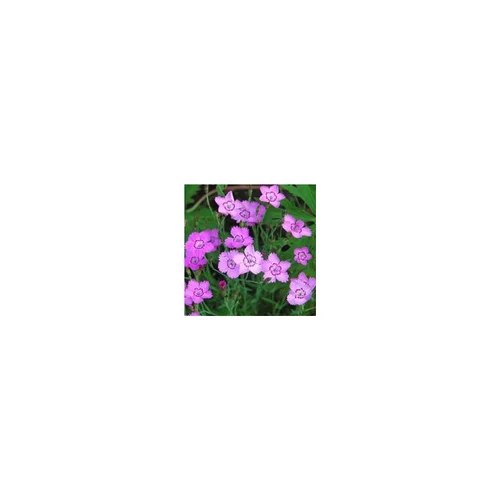 Dianthus Deltoides - Le pot de 3 litres