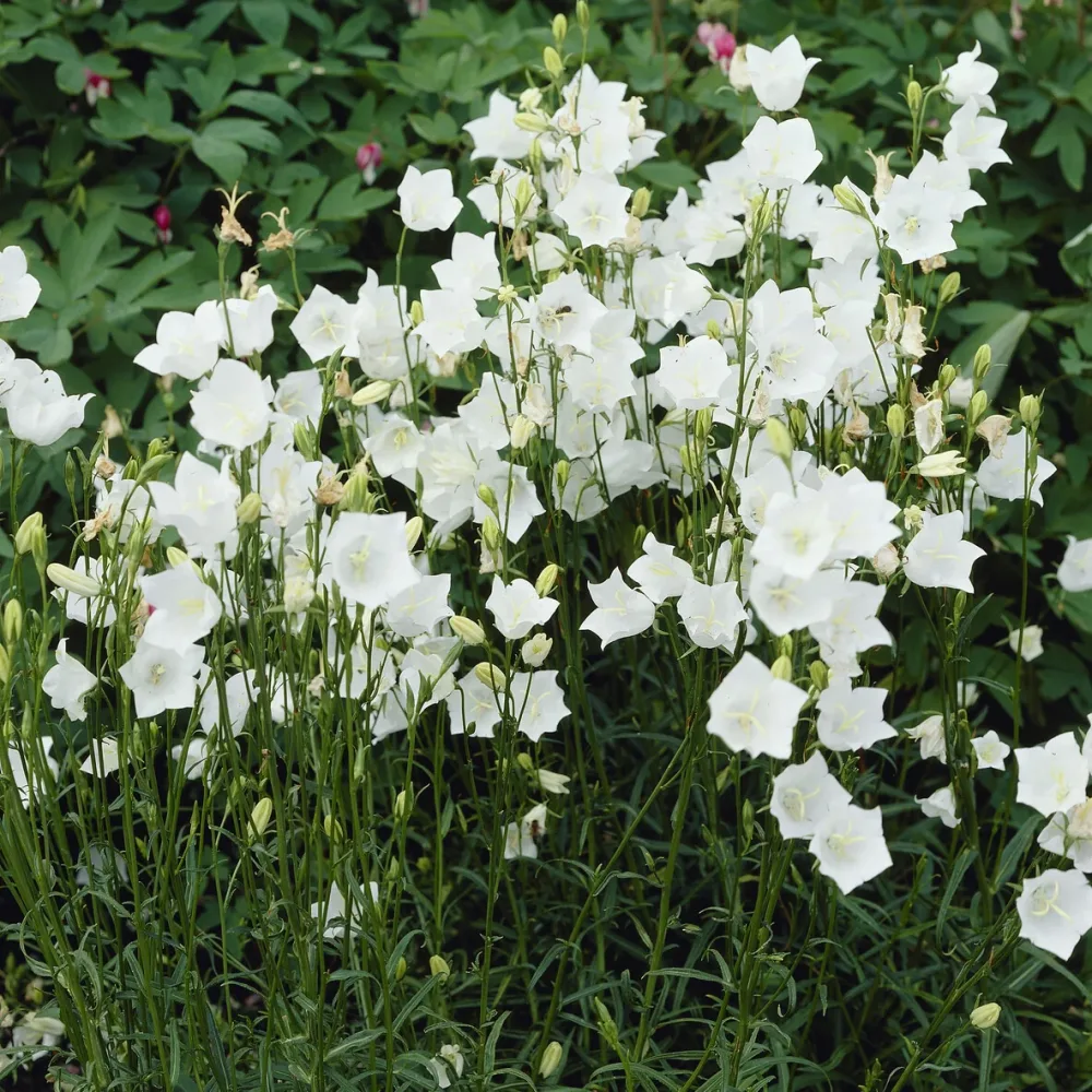 Campanule à feuilles de pêcher Alba Campanula persicifolia Alba