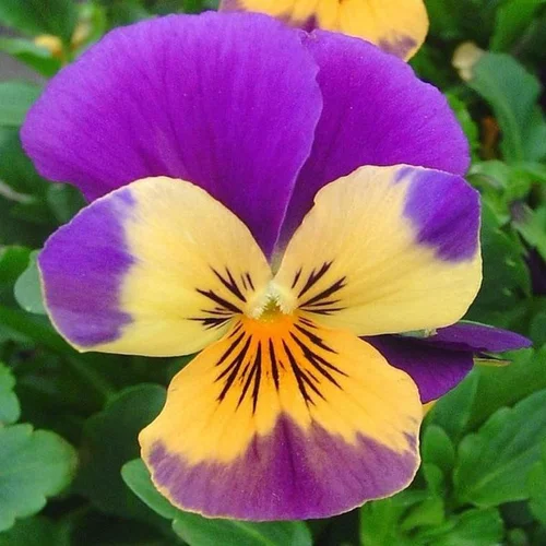 violette cornue - Le pot de 4,5 litres