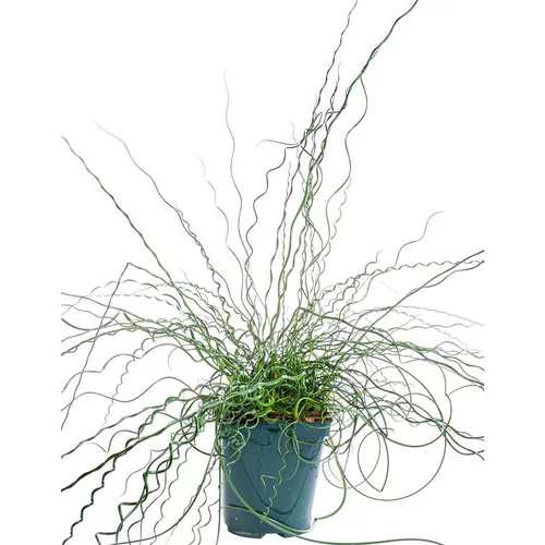 Jonc diffus spiralé vert - Le pot de 4 litres