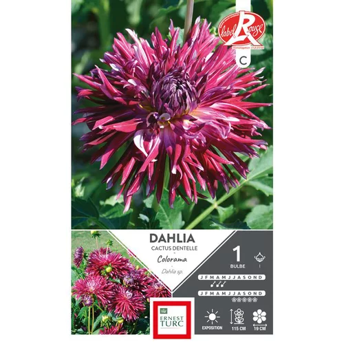 Dahlia cactus dentelle Colorama violine blanc Ernest Turc - 1 bulbe