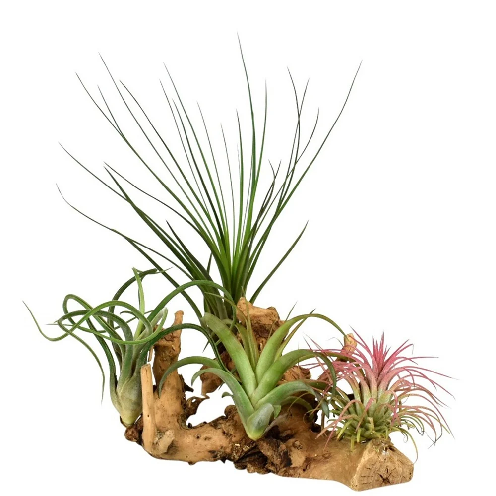 Tillandsias sur support en bois Tillandsia