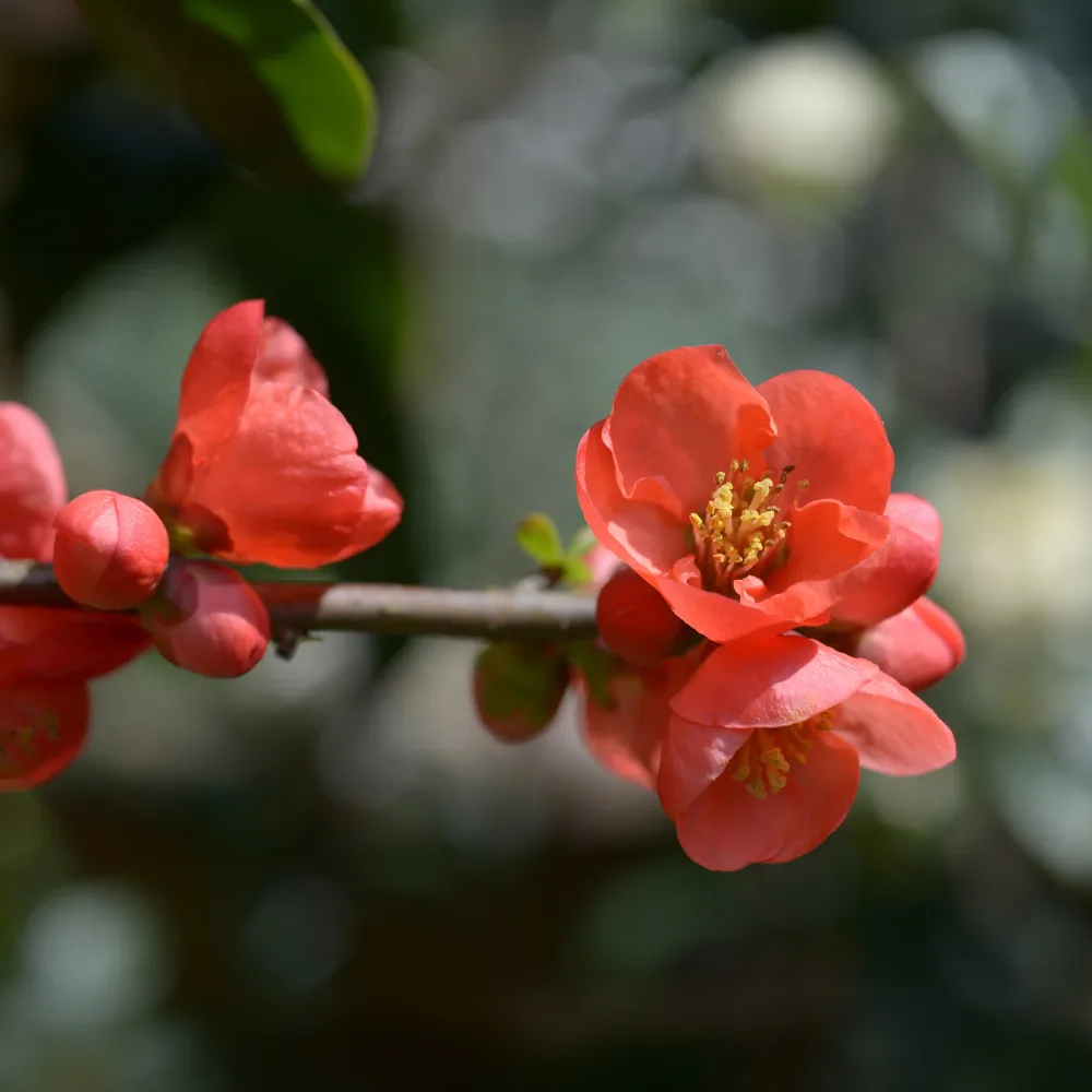 Cognassier du Japon Cido Chaenomeles japonica Cido