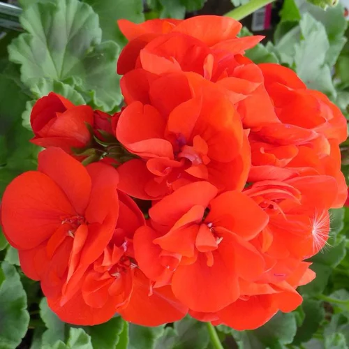 Géranium Zonal à fleurs multicolores - Le pot de 2 litres