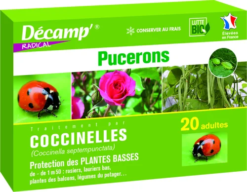 Coccinelles Septempunctata 20 adultes