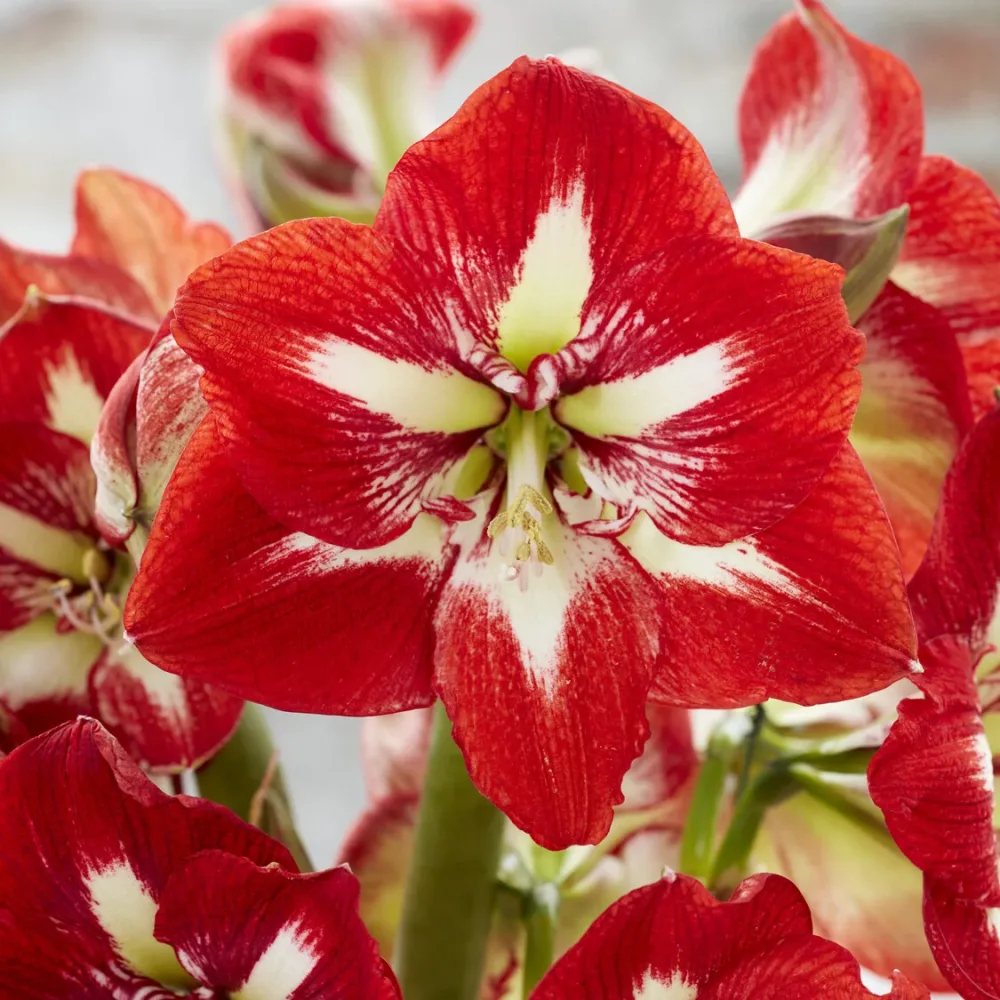Amaryllis Barbados Amaryllis Barbados