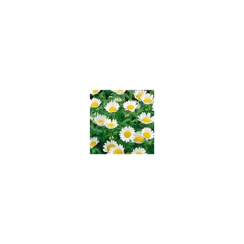 Chrysanthemum Paludosum - Le pot de 10.5 cm