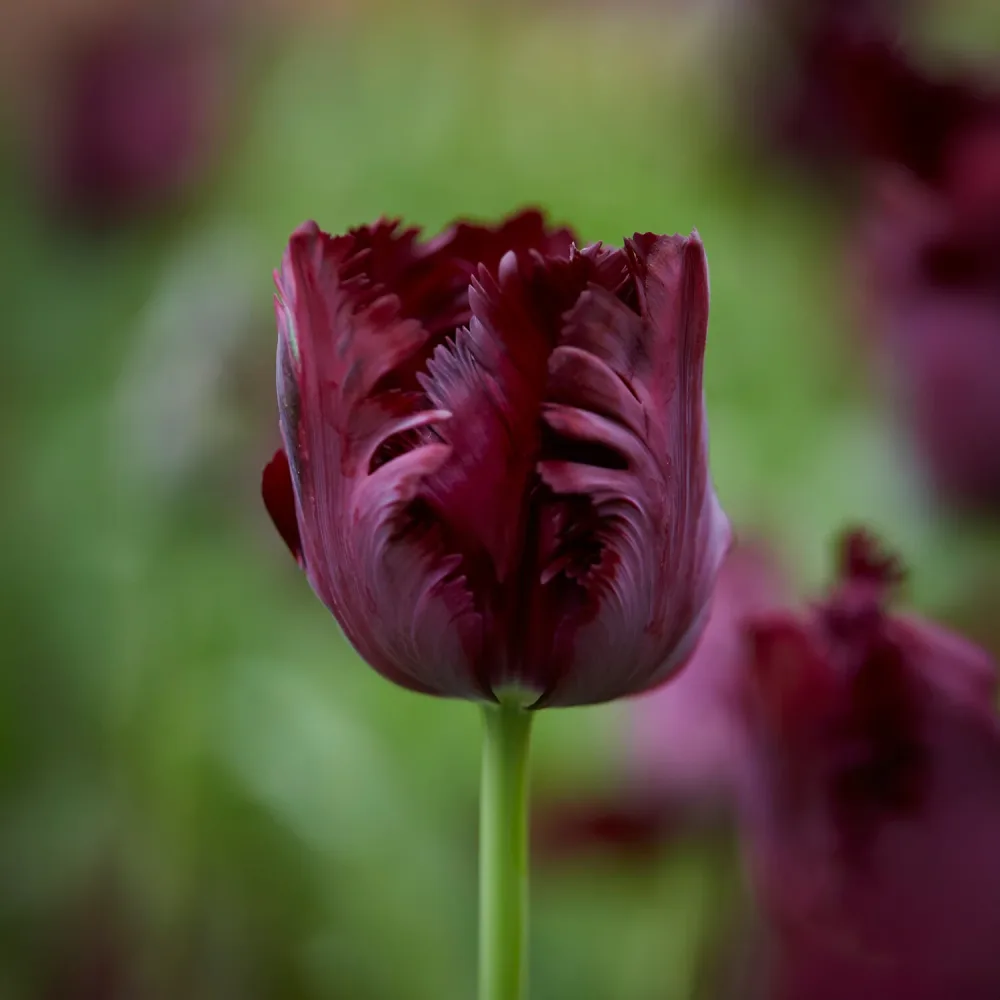 10 Tulipes perroquet Black Parrot Tulipa Black Parrot
