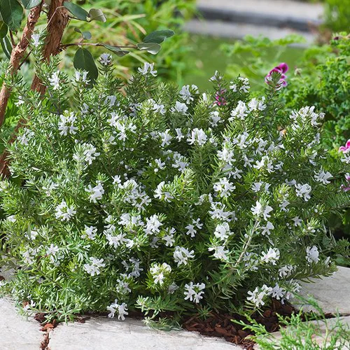 Westringia fruticosa. Le pot de 3 litres