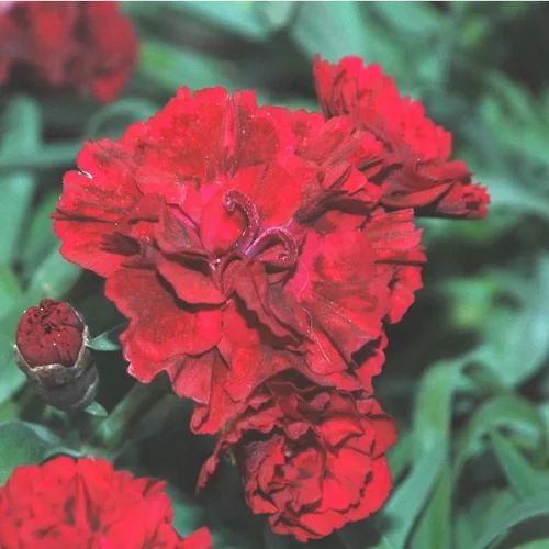 Oeillet Red Velvet - La coupe
