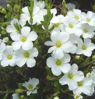Sabline - La barquette de 6 plants